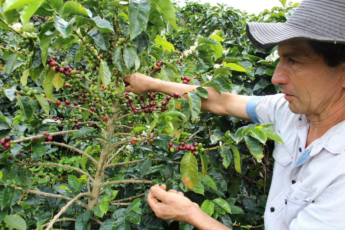Finca La Vega Natural Processed (Subscription)