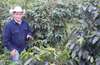 Honduras COMSA Natural Process - Organic- Fair Trade-Shade Grown