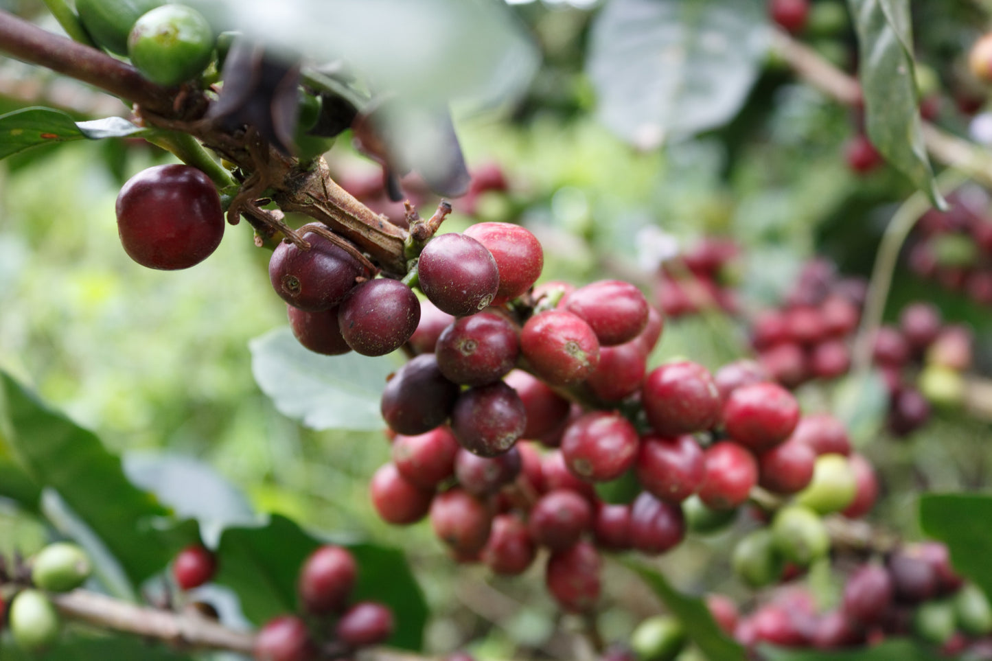 Finca La Vega Natural Processed (Subscription)