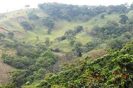 Costa Rica Tarrazu La Candelilla Estate (Subscription)