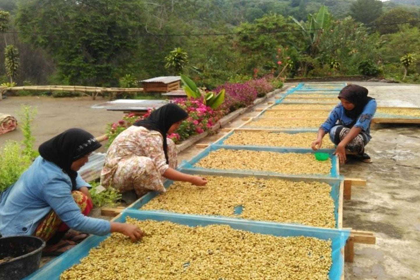 Sumatra Meukat