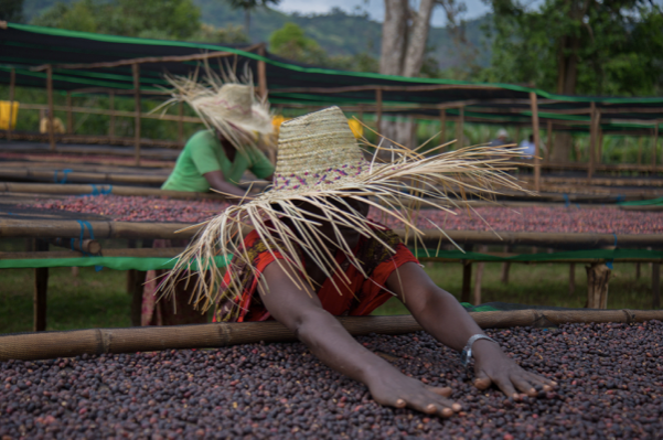 Ethiopia Sidamo Durato Bombe Grade 1 Natural Processed