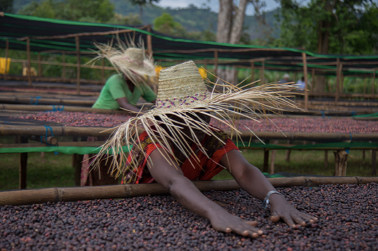 Ethiopia Sidamo Durato Bombe Kontama Grade 1