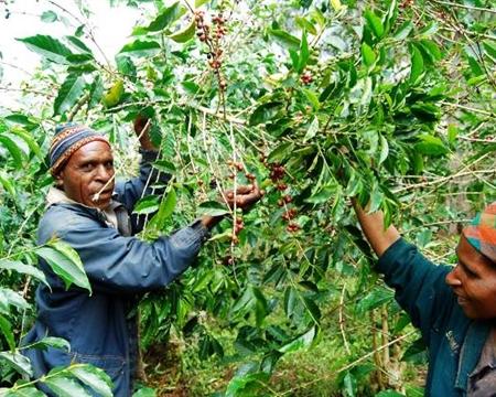 Papua New Guinea Nebilyer Valley A (Subscription)