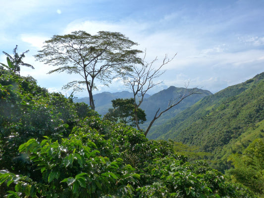 Colombian Mountain Water Process Decaf