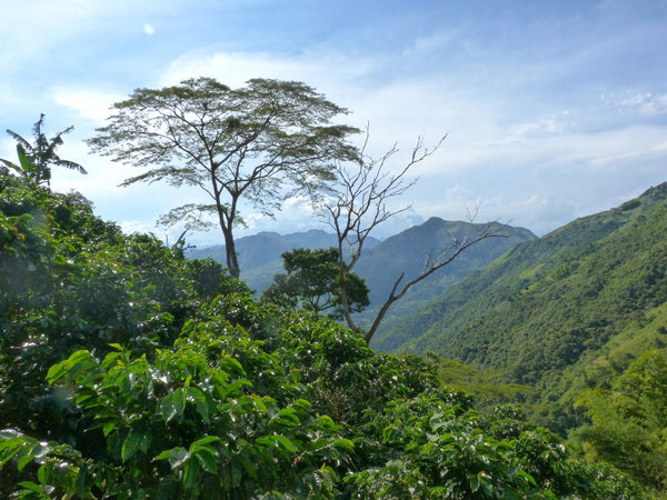 Colombian Mountain Water Process Decaf
